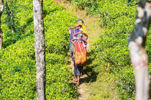 Einheimische Frauen Tragen Lasten Teeplantagen Sri Lanka — Stockfoto