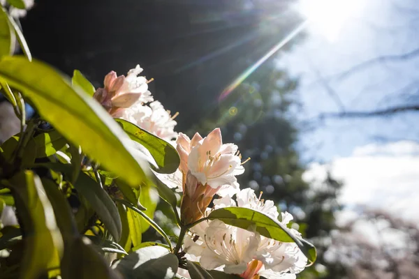 Rhododendron Botanical Garden Spring Season —  Fotos de Stock