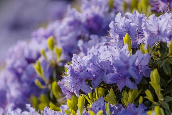 Rhododendron Botanical Garden Spring Season — Foto Stock