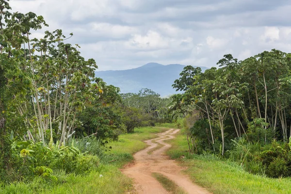 Dirt Rural Road Belize — Stock Photo, Image