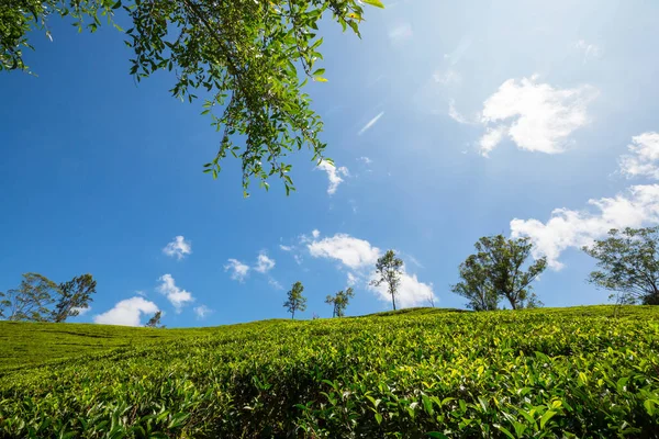 stock image Green natural landscapes_tea plantation on Sri Lanka