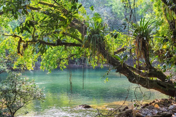 Tropikalna Rzeka Zielonej Dżungli — Zdjęcie stockowe