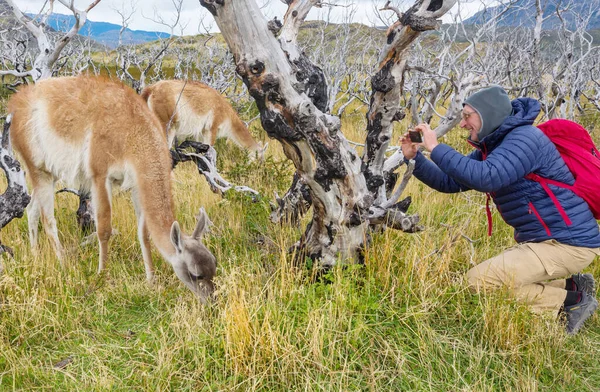Wild Guanaco Lama Guanicoe Patagonia Prairie Cile Sud America — Foto Stock