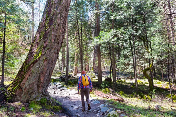 Чоловік Пішохідна Бухта Стежка Лісі Природні Пішохідні Подорожі Відкритому Повітрі — стокове фото