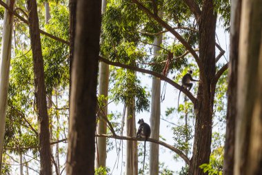Monkeys walking on wires in Sri Lanka
