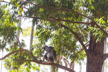 Monkeys walking on wires in Sri Lanka