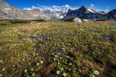 Güneşli bir günde dağ çayırı. Doğal yaz manzarası.