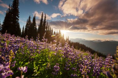 Güneşli bir günde dağ çayırı. Doğal yaz manzarası.