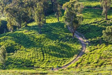 Sri Lanka 'da yeşil doğal manzara _ çay çiftliği