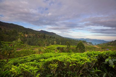 Sri Lanka 'da yeşil doğal manzara _ çay çiftliği