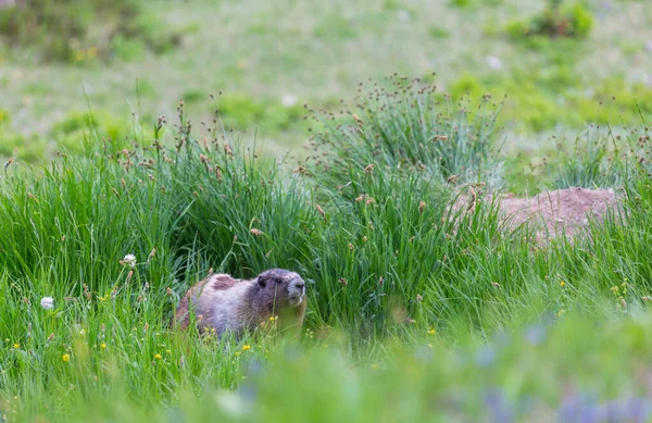 Marmottes Sur Prairie Dans Les Montagnes Été Nature Sauvage Amérique — Photo