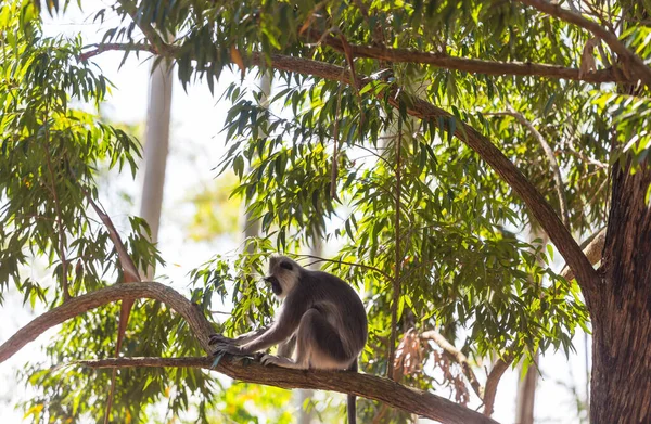 Monkeys Walking Wires Sri Lanka — Stok fotoğraf