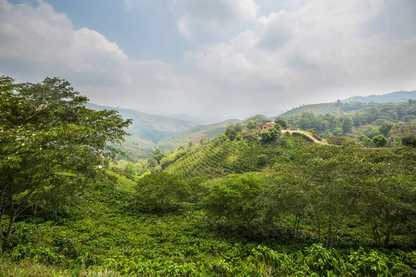 Honduras Taki Güzel Tropikal Manzaralar Ormandaki Yeşil Dağlar — Stok fotoğraf