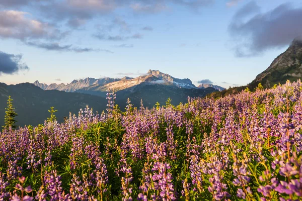 Гірський Луг Сонячний День Природний Літній Пейзаж — стокове фото