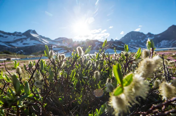 Квіти Кицька Верби Гілці Навесні Великодній Весняний Фон — стокове фото