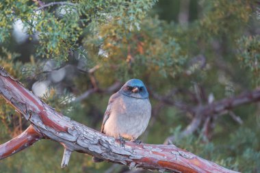 Güney Arizona, ABD 'nin Chiricahua dağlarındaki Meksikalı Jay.