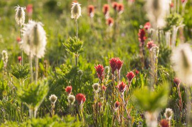 Güneşli bir günde dağ çayırı. Doğal yaz manzarası.
