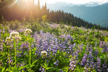 Güneşli bir günde dağ çayırı. Doğal yaz manzarası.