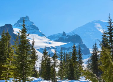 Mount Rainier national park, Washington in the early summer