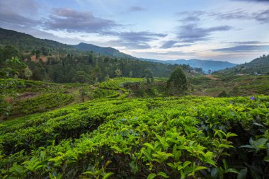 Sri Lanka 'da yeşil doğal manzara _ çay çiftliği