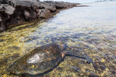Hawaii, ABD 'de okyanusun altındaki dev deniz kaplumbağası.