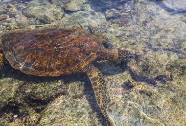 Hawaii, ABD 'de okyanusun altındaki dev deniz kaplumbağası.