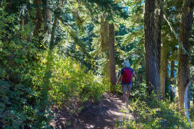 Ormandaki patikada yürüyüş yapan bir adam. Doğa yürüyüşü açık havada.