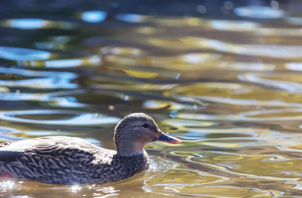 高山湖上神奇的野鸭 — 图库照片