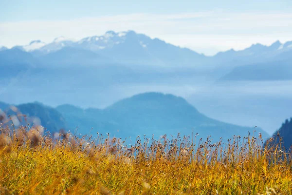 Bergwiese Sonnigem Tag Natürliche Sommerlandschaft — Stockfoto