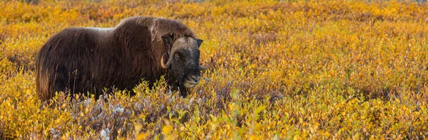Wilde Muskus Een Herfst Landschap Arctische Toendra Canada — Stockfoto
