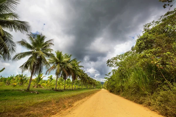 Plantación Palmeras Isla Tropical —  Fotos de Stock