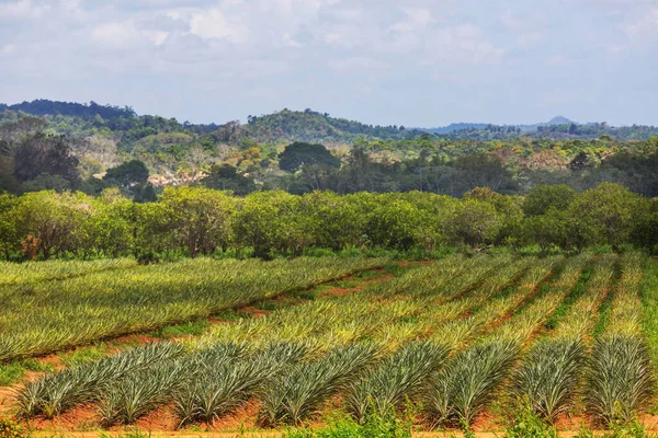 Plantacja Ananasów Belize Ameryka Środkowa — Zdjęcie stockowe