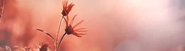 Sonnentag Auf Der Blumenwiese Schöner Natürlicher Hintergrund Wildpflanzen Der Natur — Stockfoto