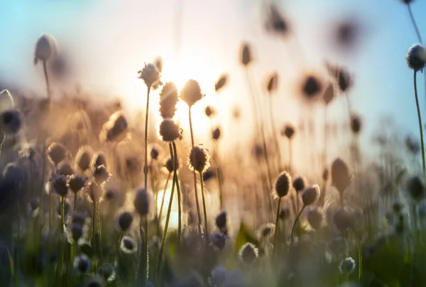Sonnentag Auf Der Blumenwiese Schöner Natürlicher Hintergrund Wildpflanzen Der Natur — Stockfoto