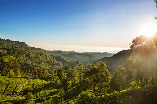 Groene Natuurlijke Landschappen Theeplantage Sri Lanka — Stockfoto