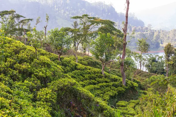 Paysages Naturels Verts Plantation Thé Sur Sri Lanka — Photo