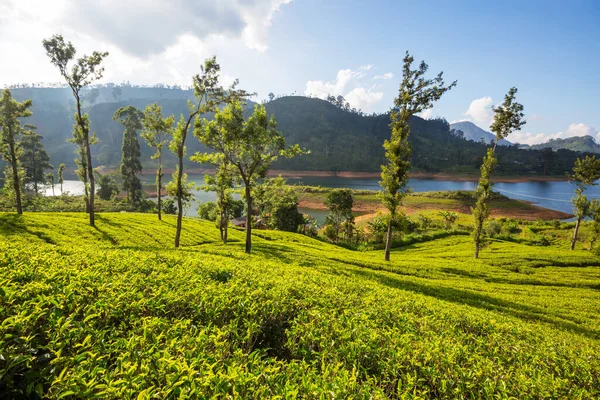 Paisajes Naturales Verdes Plantación Sri Lanka — Foto de Stock
