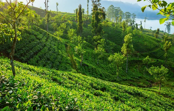 Green Natural Landscapes_Tea Plantation Sri Lanka — Stock Photo, Image