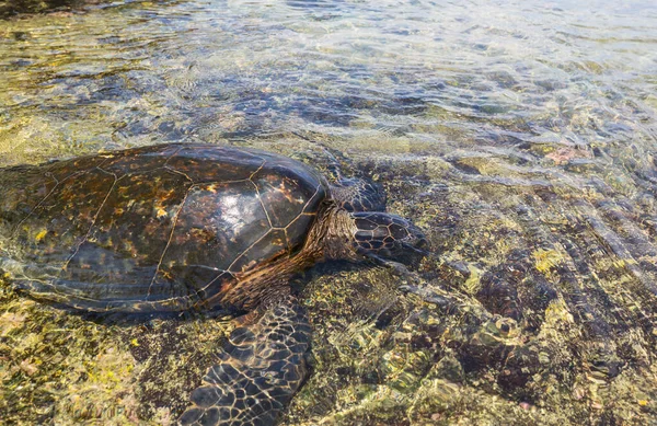 Tartaruga Marinha Gigante Subaquática Oceano Havaí Eua — Fotografia de Stock