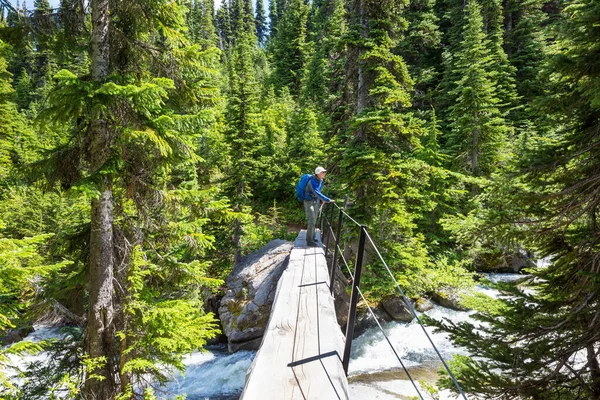 緑の森の中の川を渡る木製の橋 — ストック写真