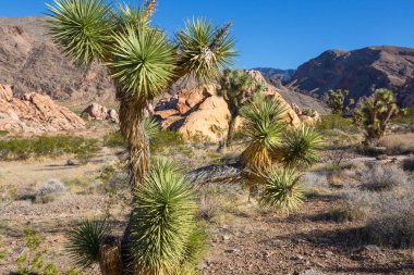 Arizona çölündeki Joshua Tree yolu boyunca. Seyahat arkaplanı.