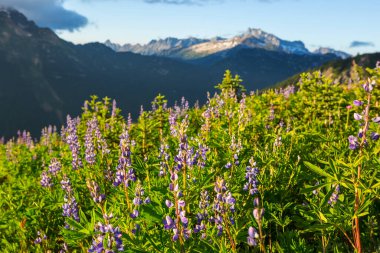 Güneşli bir günde dağ çayırı. Doğal yaz manzarası.