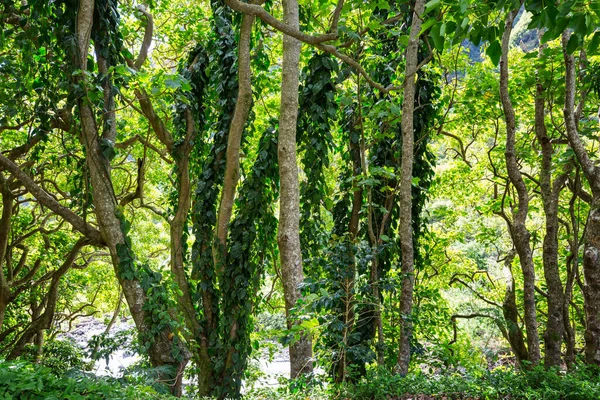Forêt Verte Avec Végétation Dense Printemps — Photo
