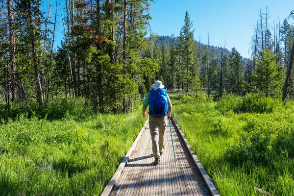 Pathway Het Sequoia Bos — Stockfoto