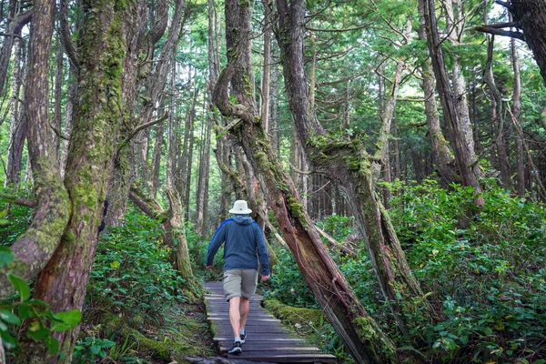 Caminho Floresta Sequoia — Fotografia de Stock