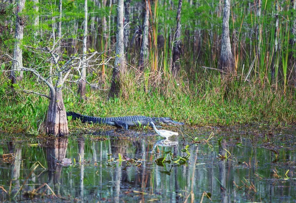 American Alligator Swimming Everglades Colorful Reflection Water Wild Nature National — Stock Photo, Image
