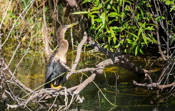 American Anhinga Con Polluelos Nido Parque Nacional Everglades Florida Hermosos — Foto de Stock