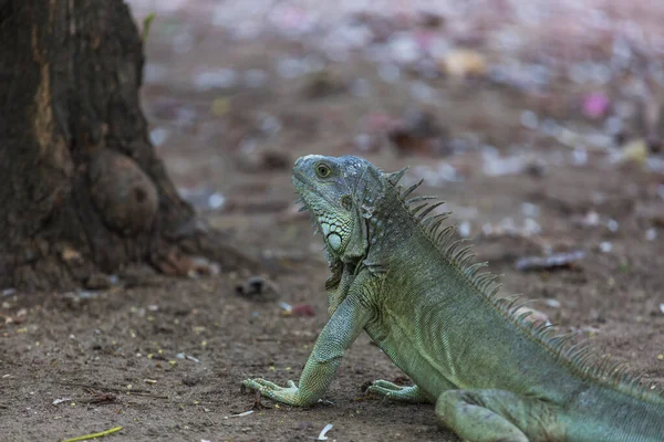 Зелёная Игуана Коста Рике — стоковое фото