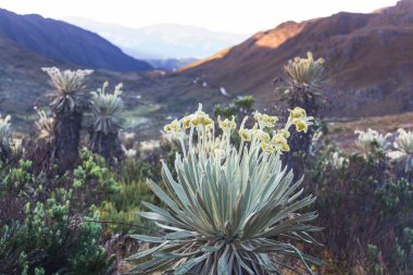 Güney Amerika 'daki Kolombiya dağlarında güzel bir bitki olan kırılgan orman ya da Espeletia.