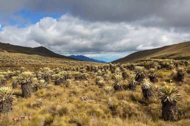 Güney Amerika 'daki Kolombiya dağlarında güzel bir bitki olan kırılgan orman ya da Espeletia.